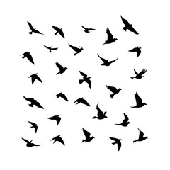 25 Birds: Nature's Colorful Avian Wonders 