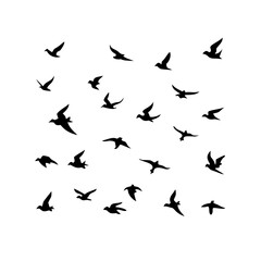 25 Birds: Nature's Colorful Avian Wonders 