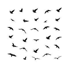 25 Birds: Nature's Colorful Avian Wonders 