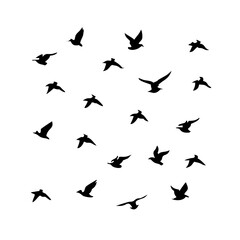 25 Birds: Nature's Colorful Avian Wonders 