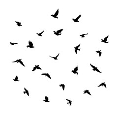 Naklejka premium 25 Birds: Nature's Colorful Avian Wonders 