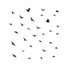 25 Birds: Nature's Colorful Avian Wonders 