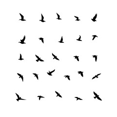 25 Birds: Nature's Colorful Avian Wonders 