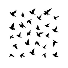 25 Birds: Nature's Colorful Avian Wonders 