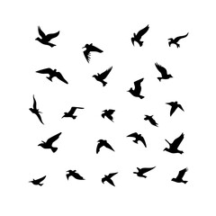 25 Birds: Nature's Colorful Avian Wonders 