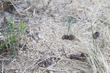 枯れ草の上に放置された犬のふんのクローズアップ