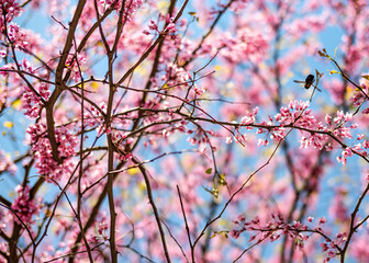 Bee in Flowering Tree