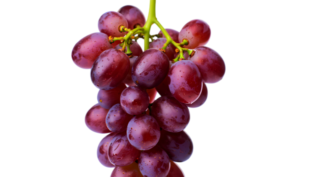 Close up of a ripe bunch of deep red grapes with water droplets against a stark black background