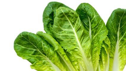 Close up of vibrant green romaine lettuce leaves with detailed veins against a dark background highlighting freshness and health