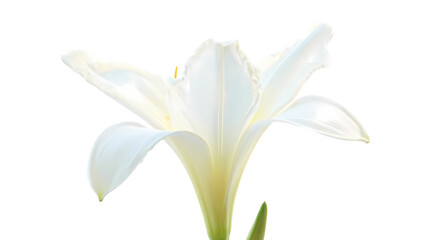 Elegant white lily flower with delicate petals and green stem isolated on a stark black background