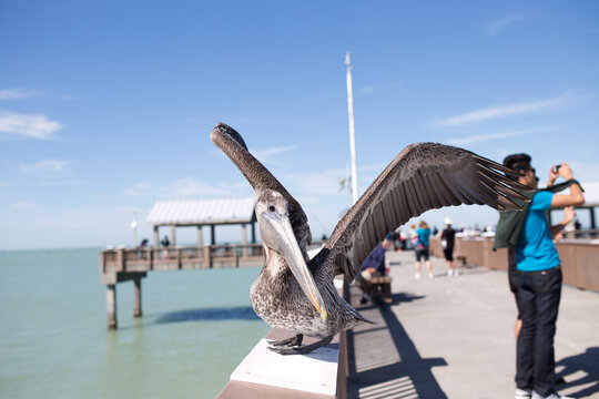 pelican on tourist dock with wings open