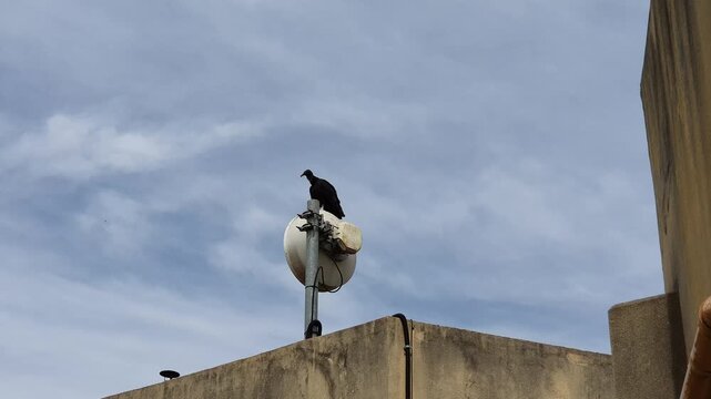 Coragyps atratus or black vulture sitting at the top of an antenna in a building. Horizontal footage. 