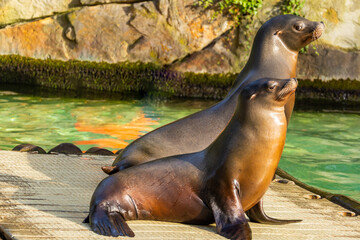 Fototapeta premium pair of California sea lions bask in sun. Zalophus californianus.