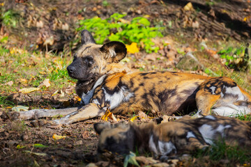 hyenas Hyaenidae mammalian family