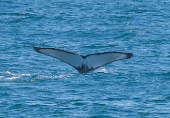 Fototapeta premium Whale fluke 