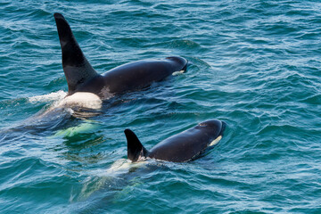 Fototapeta premium Orcas surfacing