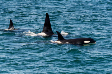Fototapeta premium Orcas surfacing