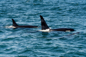 Fototapeta premium Orcas surfacing