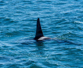 Fototapeta premium Orcas surfacing