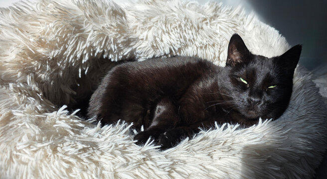 Black cat lounging comfortably on a fluffy white blanket in warm sunlight with cozy atmosphere