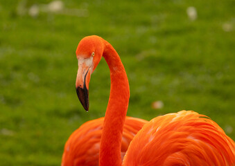 pink flamingo wading in a green pond