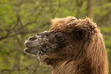 Fototapeta premium domestic camel looking at camera very close.