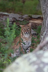 A bobcat sitting in the woods 