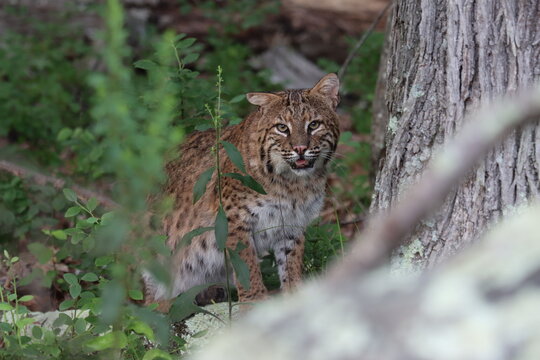 A bobcat on the hunt - Powered by Adobe