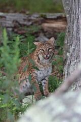 A beautiful bobcat resting in the forest