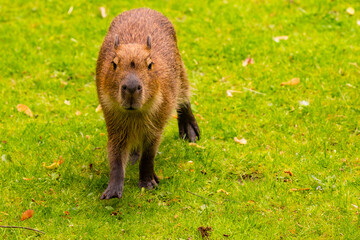 Capybara walking on green grass in a natural habitat showcasing wildlife and nature