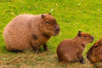 Group of capybaras resting on green grass in a serene natural environment with soft lighting