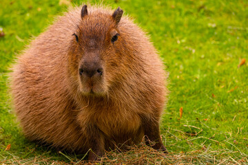 Capybara sitting on green grass, showcasing its unique features and natural habitat environment
