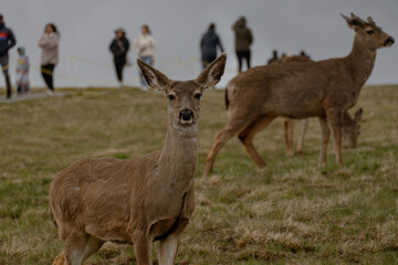 deer in the woods