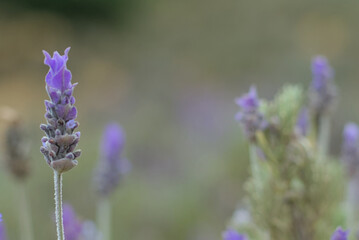 close up of lavender