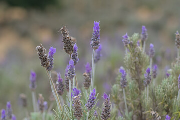Obraz premium close up of lavender flowers