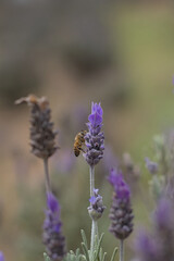 lavender flowers in the field
