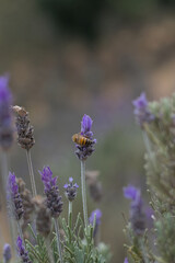 bumblebee on lavender
