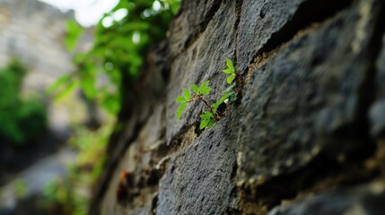Obraz premium A small plant grows out of the stone wall structure
