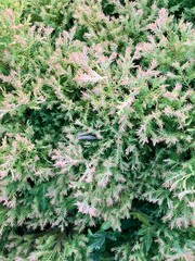 針葉樹の葉のズームアップ