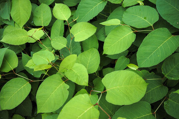 Green vegetation by the river