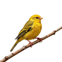 Obraz premium Vibrant Yellow Bird Perched on Branch Against Neutral Background