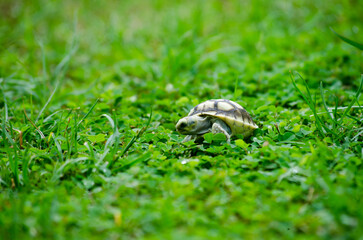 Small Turtle on Vibrant Green Lawn