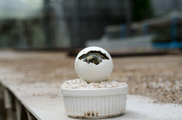 Side View of Hatchling Turtle Inside Egg on White Pebbles