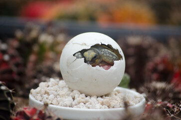 Close-Up of Baby Turtle in Egg with Blurred Cactus in Background