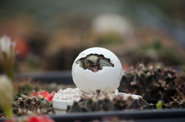 Baby Turtle Yawning Inside Egg &ndash; Blurred Background with Cactus