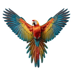 Fototapeta premium Png of A vibrant macaw with brilliant red, yellow, and blue plumage gracefully spreads its wings in flight.