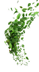 Close-up of fresh, vibrant green leafy herbs