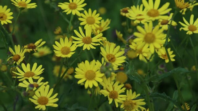Common Ragwort (Jacobaea vulgaris, or Senecio jacobaea) Flowers in a Meadow in Wales, U.K.