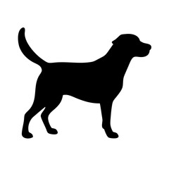 Dog: The Loyal Companion and Beloved Pet