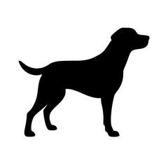 Dog: The Loyal Companion and Beloved Pet